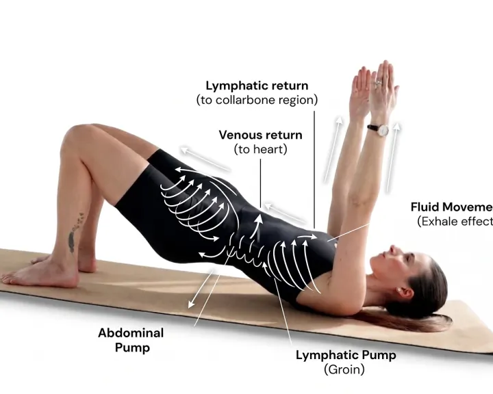 Diagram of the lymphatic pathways activated during a Pilates Linfodrenante® bridge sequence