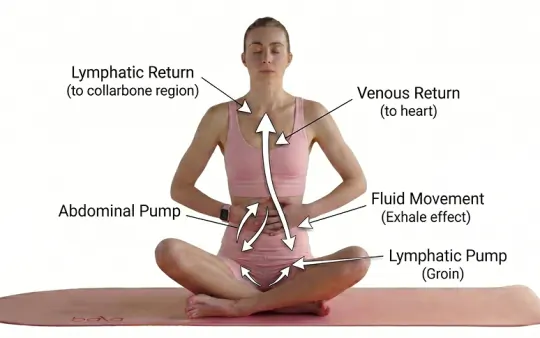 Seated breathwork posture showing thoracic and lymphatic pathways