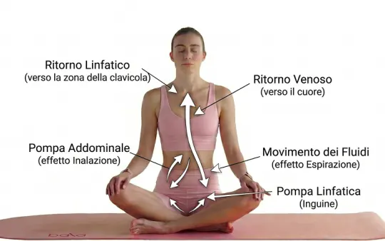 Posizione seduta per la respirazione che mostra le vie toraciche e linfatiche