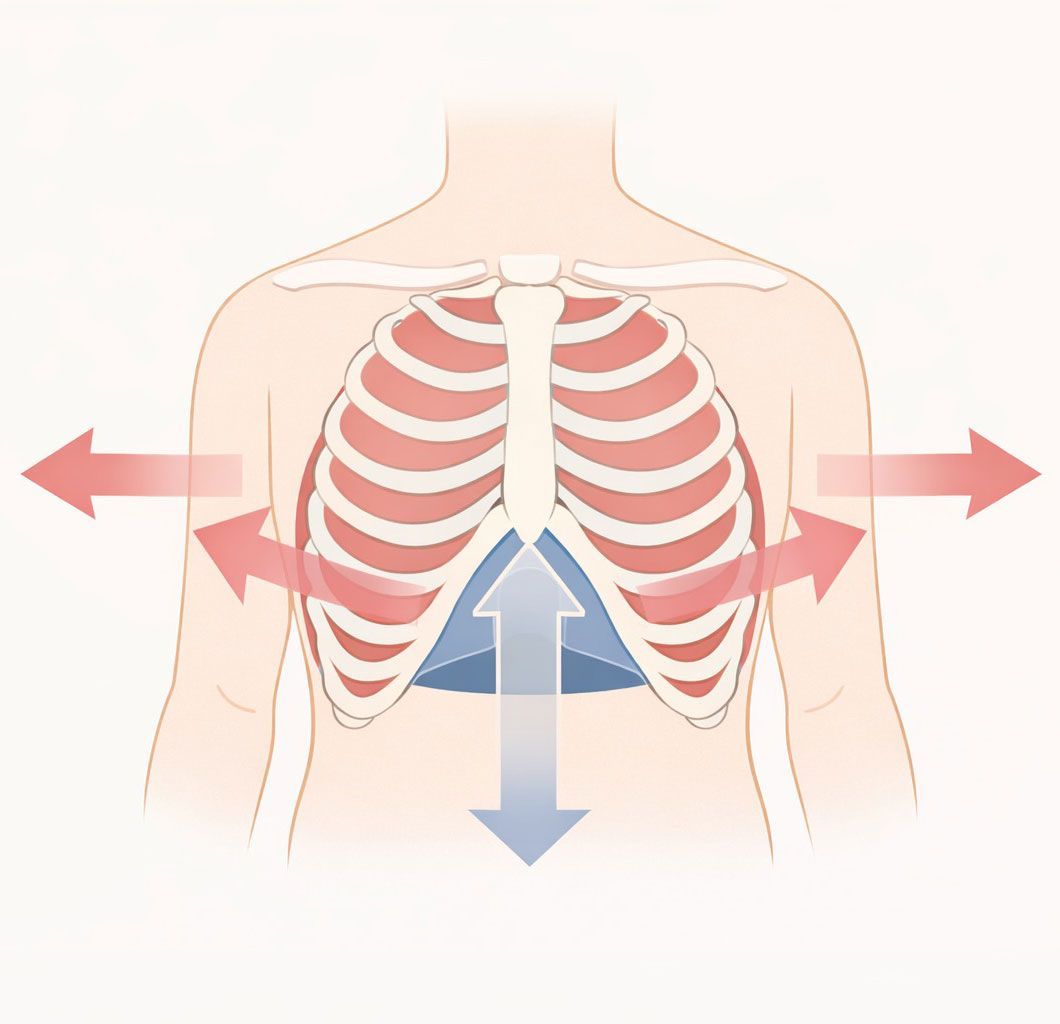 Anatomical diagram of diaphragmatic breathing with 360-degree expansion of the rib cage and descent of the diaphragm during inhalation