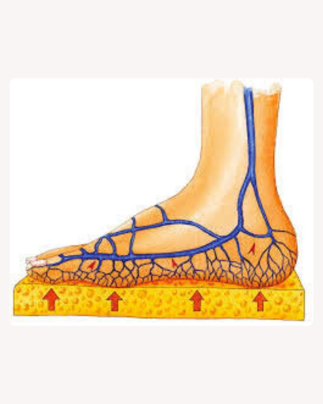 Anatomical illustration of the insoles of Lejars in a human foot