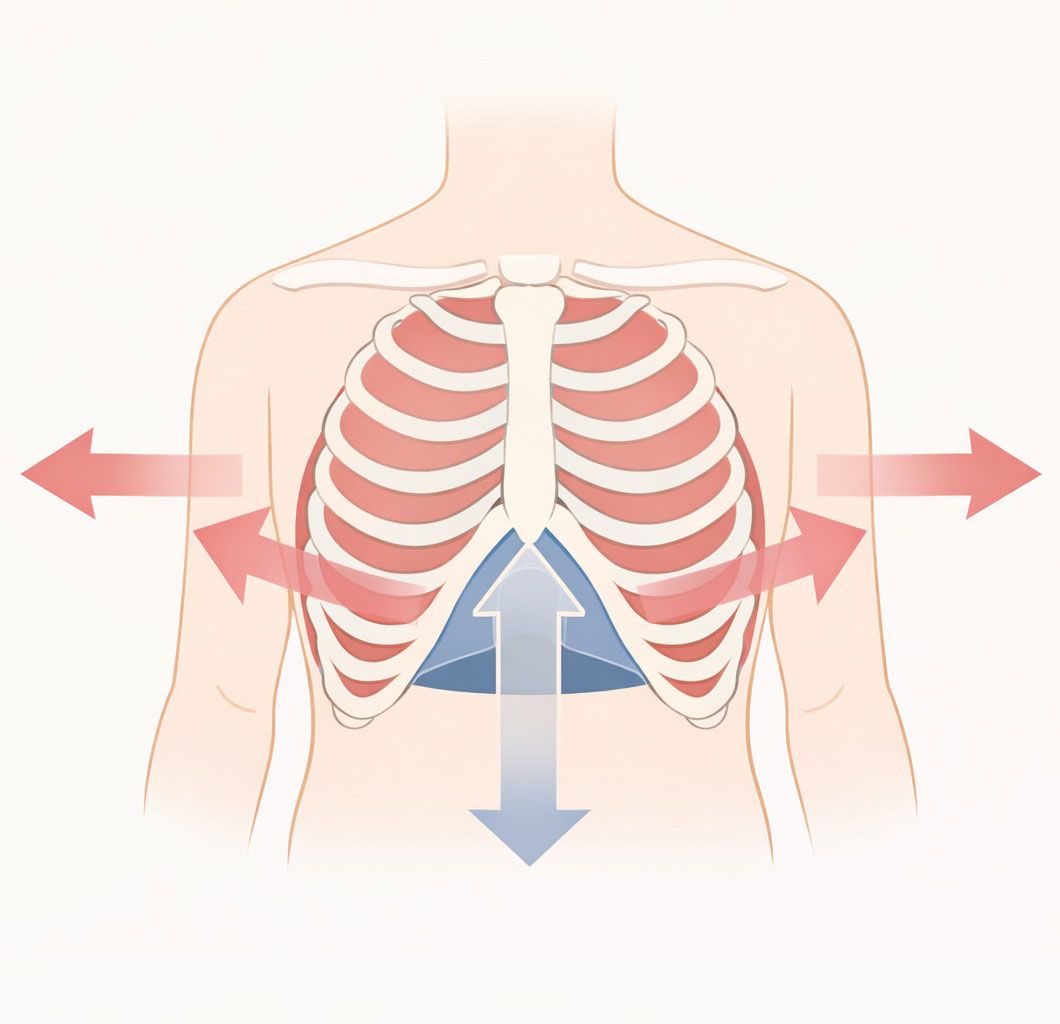Schema anatomico della respirazione diaframmatica con espansione della gabbia toracica a 360 gradi e discesa del diaframma durante l'inspirazione