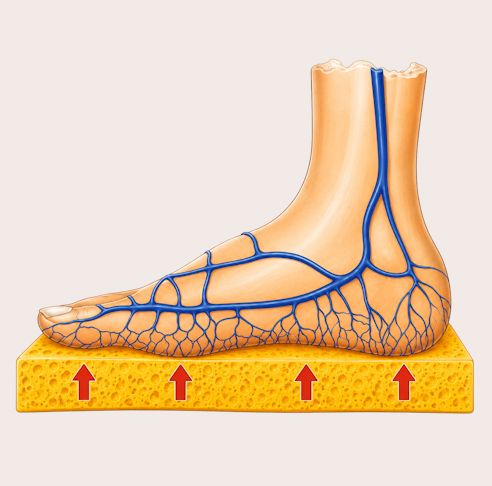 Illustrazione del drenaggio linfatico del piede con vasi linfatici e flusso verso l'alto
