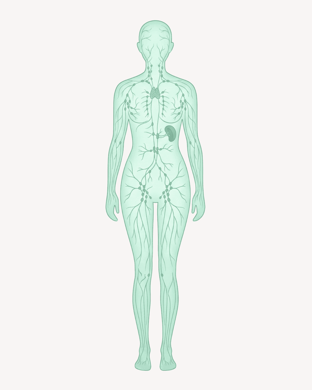 The female lymphatic system: lymph nodes and lymphatic vessels distributed near the joints.