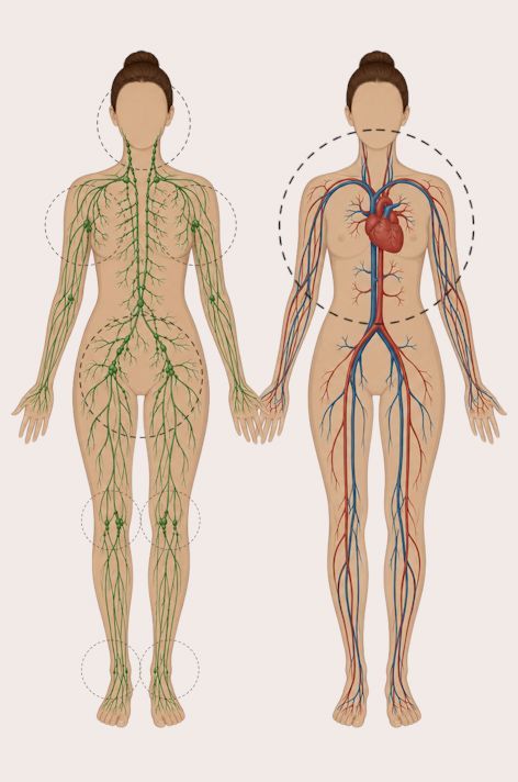 female_lymphatic_system_with_lymph_nodes_and_vessels