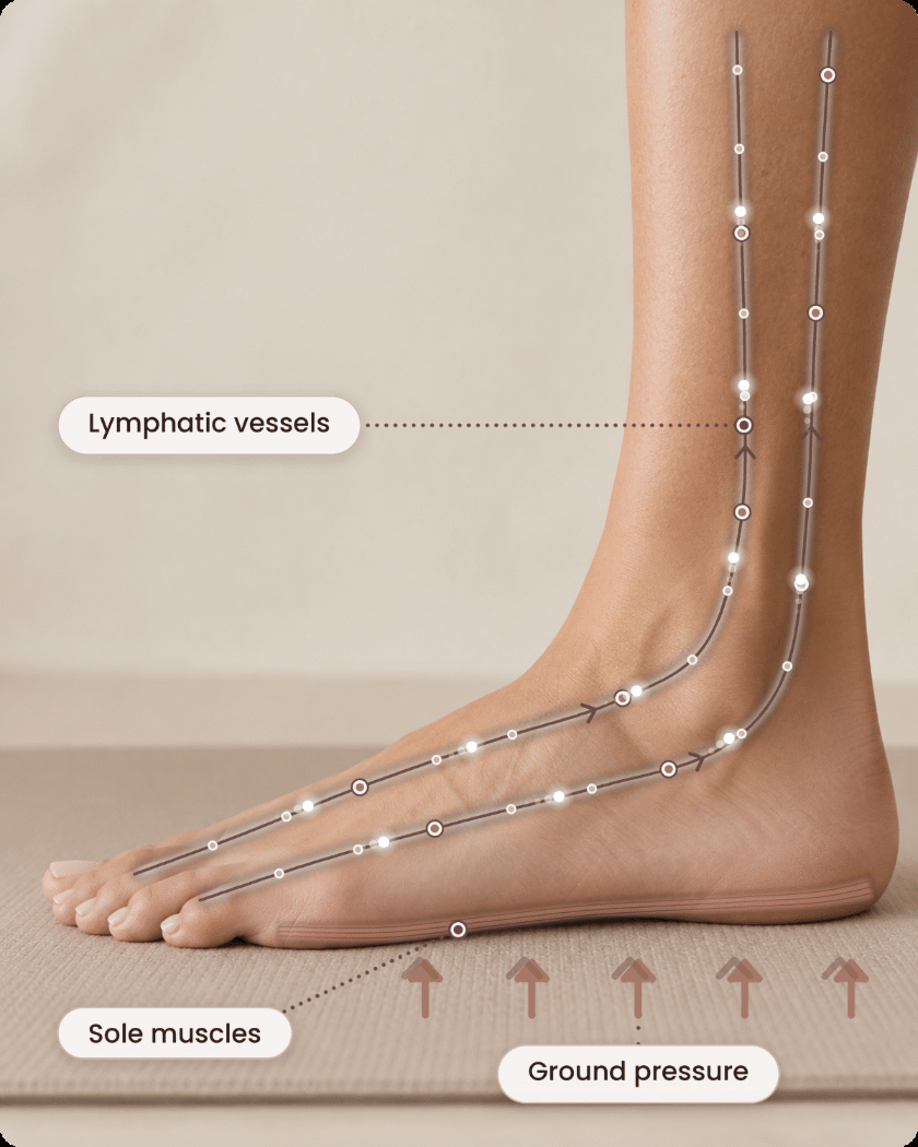 Animated infographic of the foot: ground pressure pushes up through the sole muscles and lymph flows up the lymphatic vessels of the leg