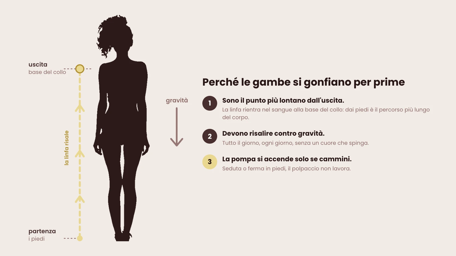 Sagoma del corpo con il percorso della linfa dai piedi alla base del collo: le gambe sono il punto più lontano dall'uscita, devono risalire contro gravità e la pompa del polpaccio si accende solo camminando.