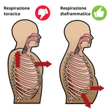 illustrazione-respirazione-toracica-e-diaframmatica illustrazione-respirazione-toracica-e-diaframmatica